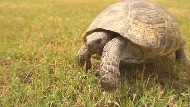 Turtle slowly moving through the scene on green grass — Stock Footage Turtle slowly moving through the scene on green grass Royalty Free Stock Video