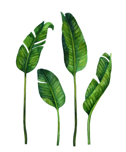 Verse Groene Bananenbladeren Geïsoleerd Witte Achtergrond Tropisch Groen Met Hand — Stockfoto