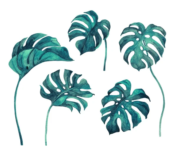 Folhas Monstera Verde Turquesa Fresca Isoladas Sobre Fundo Branco Verdura — Fotografia de Stock