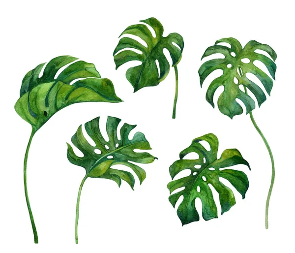 Fresche Foglie Monstera Verde Incastonate Isolate Fondo Bianco Vegetazione Tropicale — Foto Stock