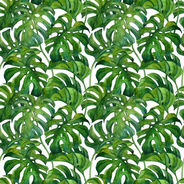 Fresh green monstera leaves on white background. Tropical greenery seamless pattern. Hand painted summer illustration. Floral sketch for trendy fashion, textile, wrapping design. Botanical art