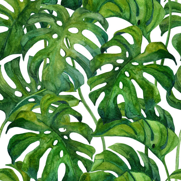 Fresh green monstera leaves on white background. Tropical greenery seamless pattern. Hand painted summer illustration. Floral sketch for trendy fashion, textile, wrapping design. Botanical art