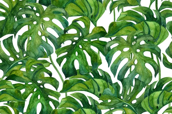 Foglie Monstera Verde Fresco Sfondo Bianco Modello Vegetazione Tropicale Senza — Foto Stock