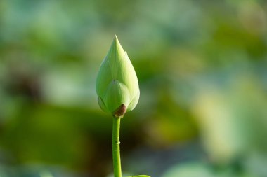 Beyaz lotus çiçeği 