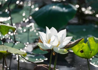 Beyaz lotus çiçeği 