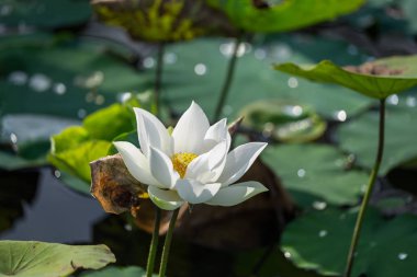 Beyaz lotus çiçeği 