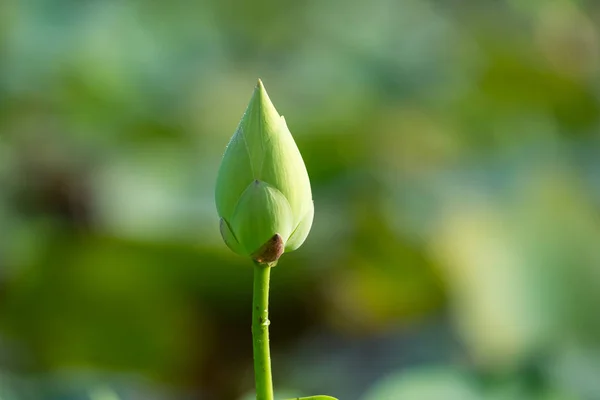 Flor de lótus branco — Fotografia de Stock