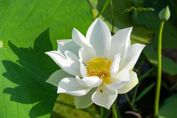 Lotos biały kwiat — Zdjęcie stockowe