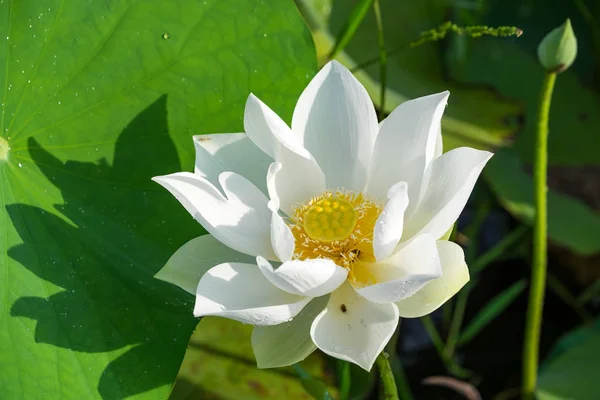 Flor de loto blanco — Foto de Stock