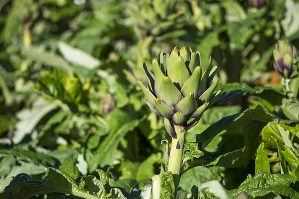 Alcachofra Cynara Scolymus Dalat Vietnam — Fotografia de Stock