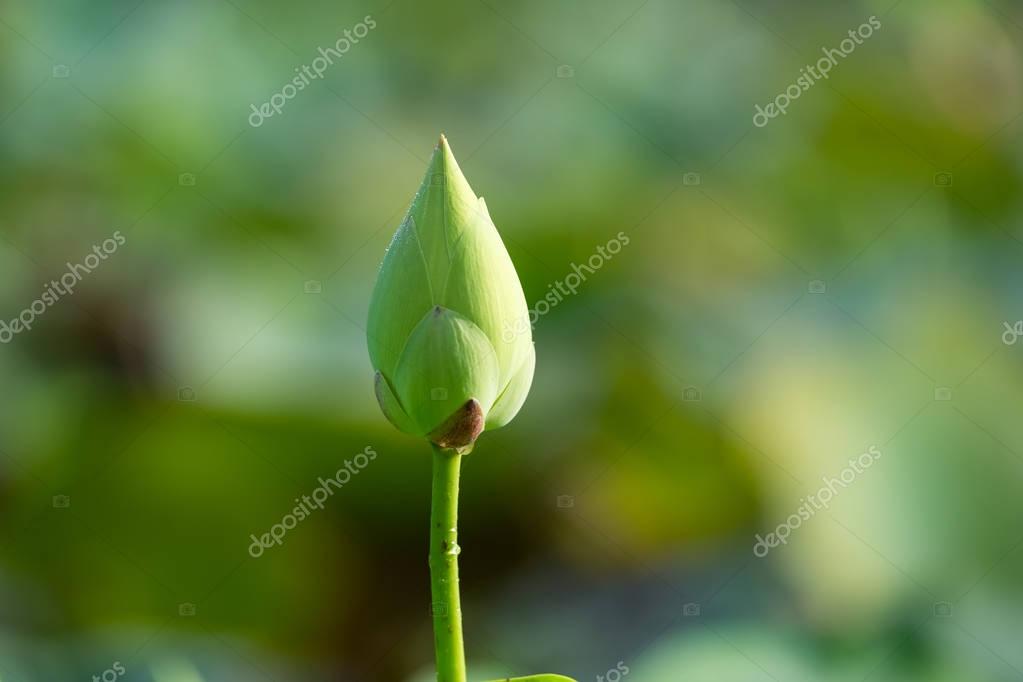 White lotus flower with green leaf background