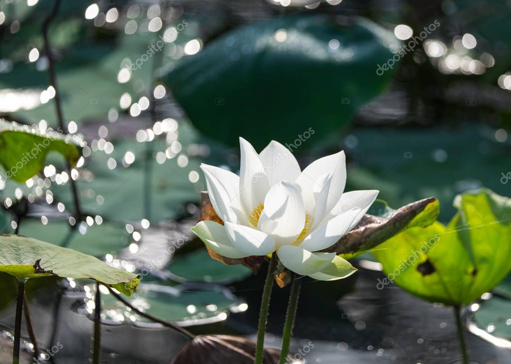 White lotus flower with green leaf background