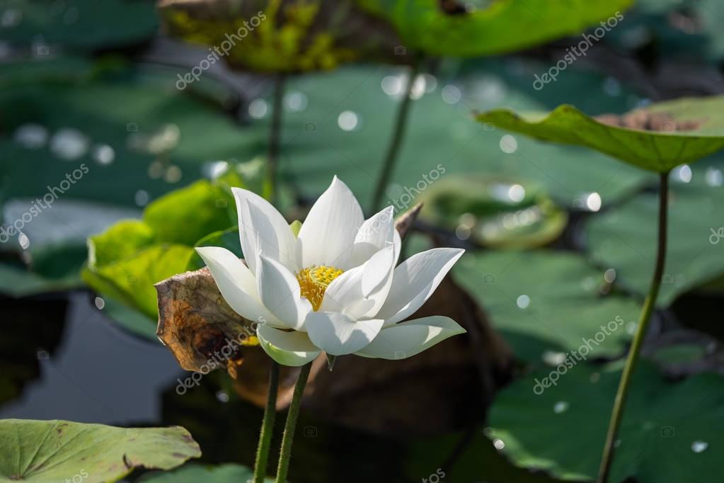 White lotus flower with green leaf background