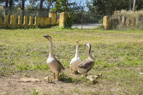 Gaggle Garden — Stock Photo, Image