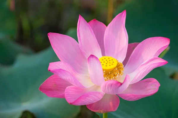 Pink lotus flower in the pond in the morning — Stock Photo, Image