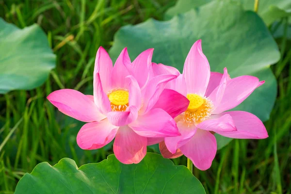 Pink lotus flower — Stock Photo, Image