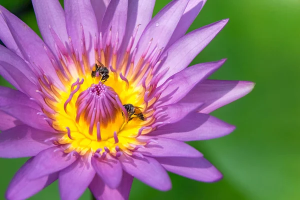 Close-up van bloem — Stockfoto