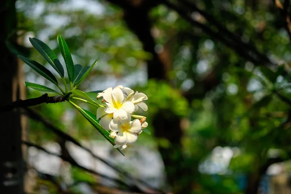 Plumeria Rubra Flor Branca Parque Pela Manhã Cidade Chi Minh — Fotografia de Stock