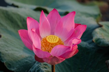 Taze pembe lotus çiçeği. Lisanslı yüksek kaliteli ücretsiz stok görüntüsü güzel pembe lotus çiçeği. Arka plan pembe lotus çiçek ve sarı lotus tomurcuk içinde bir su birikintisi var. Barış sahne bir kırsal kesimde