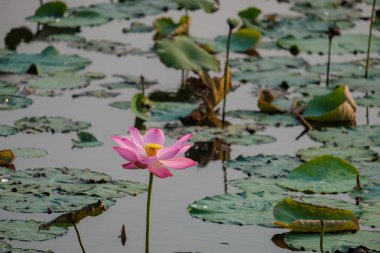 Lotus çiçeği sabah havuzda