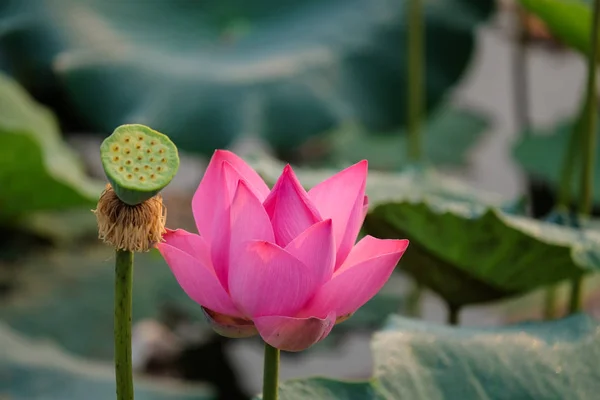 Fresh pink lotus flower. Close focus of a beautiful pink lotus flower is blooming. The background is the pink lotus flowers and yellow lotus bud in a pond in sunshine