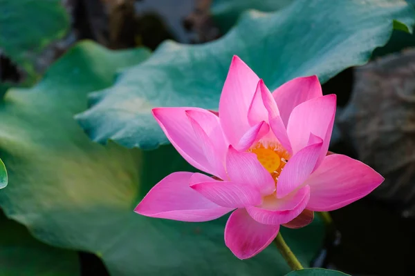 Pink Lotus Flower Pond Morning — Stock Photo, Image