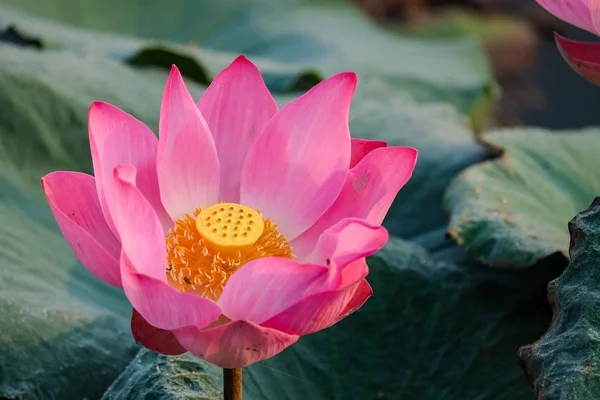 Pink Lotus Flower Pond Morning — Stock Photo, Image