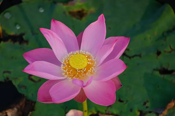 Lotus Flower Pond Morning — Stock Photo, Image