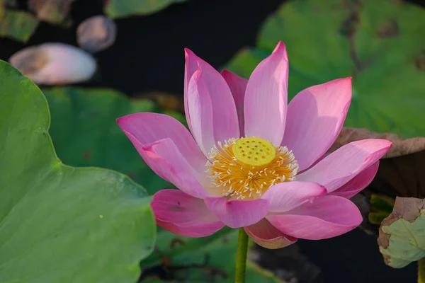 Lotus Flower Pond Morning — Stock Photo, Image