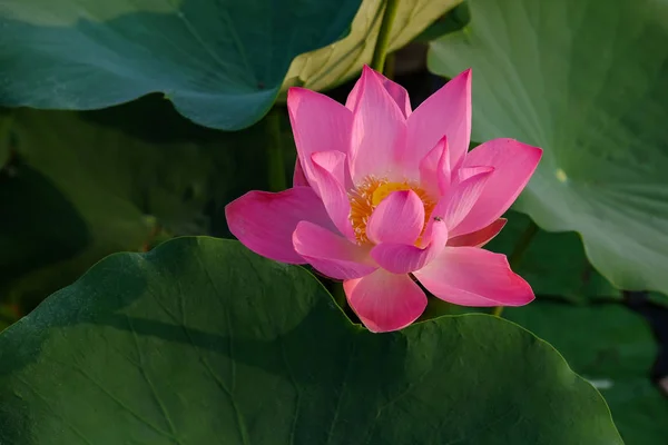 Fresh pink lotus flower. Royalty high-quality free stock image of a beautiful pink lotus flower. The background is the pink lotus flowers and yellow lotus bud in a pond. Peace scene in a countryside