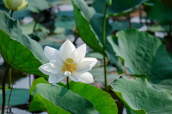 Fresh White Lotus Flower Royalty High Quality Free Stock Image — Stock Photo, Image