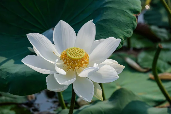 Fresh White Lotus Flower Royalty High Quality Free Stock Image — Stock Photo, Image