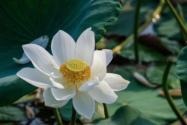 Fresh White Lotus Flower Close Focus Beautiful White Lotus Flower — Stock Photo, Image