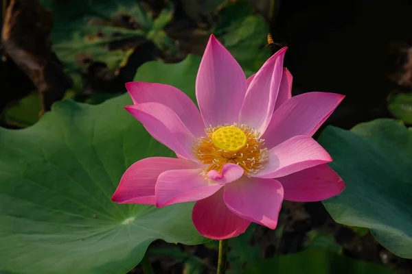Fleur Lotus Dans Étang Matin Photo De Stock