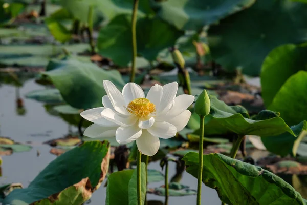 Fleur Lotus Dans Étang Matin Photos De Stock Libres De Droits