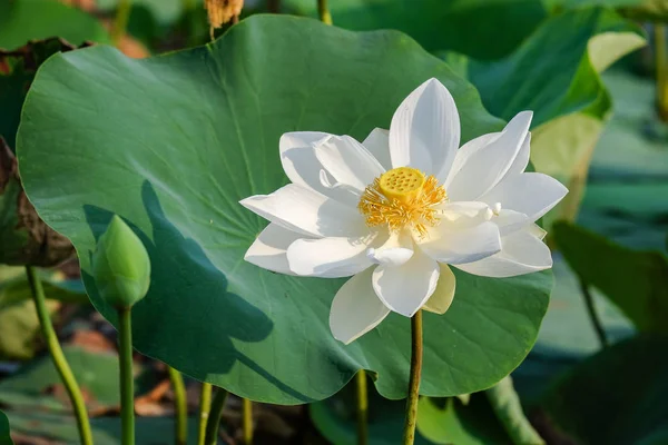 Fleur Lotus Dans Étang Matin Images De Stock Libres De Droits