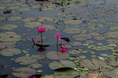 Çiğ güneşli güzel nilüfer veya lotus çiçek