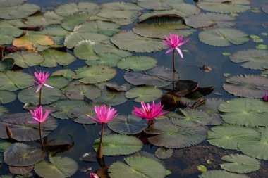 Çiğ güneşli güzel nilüfer veya lotus çiçek