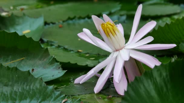 白莲花 — 图库视频影像