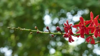 Bir parkta renkli orkide