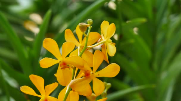 Orquídea colorida en un parque — Vídeos de Stock