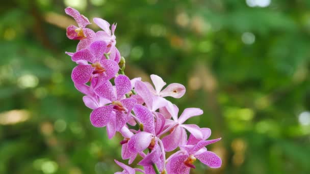Színes orchidea egy parkban — Stock videók