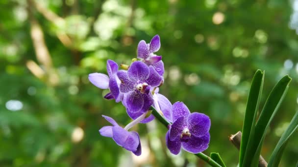 Colorful orchid in a park — Stock Video