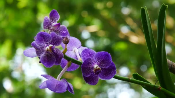 Bunte Orchidee in einem Park — Stockvideo
