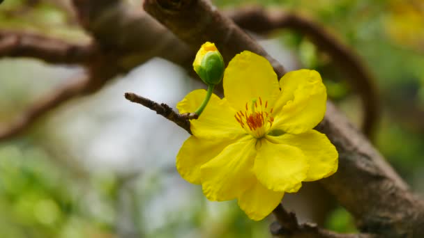 Hoa Mai tree — Stock Video