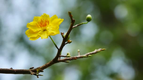 Hoa Mai tree — Stock Video