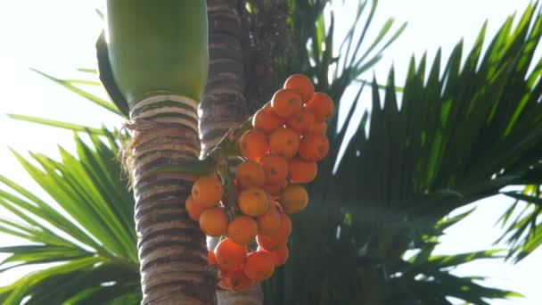 Een boom in de zon — Stockvideo