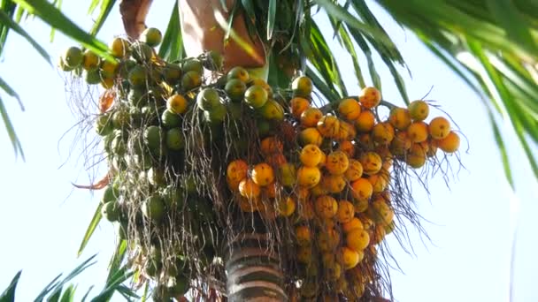 Un árbol bajo el sol — Vídeos de Stock