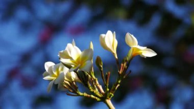 Beyaz plumeria rubra ışığında