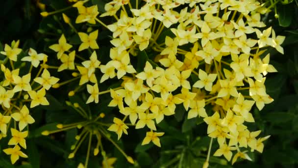 Ixora bloem in de zon — Stockvideo